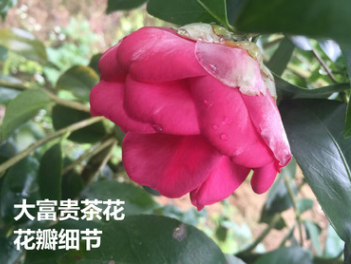 大富贵茶花 福美人 花大红色 重瓣型 名贵茶花庭院直径3-4公分