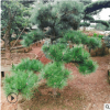 苗圃种植 行道观赏松树 造型白芽松 绿化苗木 易成活 质优价优