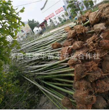 庭院园林绿化植物青竹 品种齐全刚竹 盆栽植物桂竹 竹子图2
