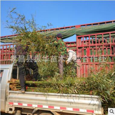 庭院园林绿化植物青竹 品种齐全刚竹 盆栽植物桂竹 竹子图3