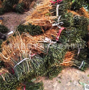 批发果园防护用苗 自枳蛋子苗 臭枳壳 砧木用苗图2