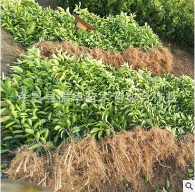 批发果园防护用苗 自枳蛋子苗 臭枳壳 砧木用苗图3