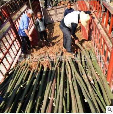 绿化工程香樟树 全冠香樟 骨架香樟 截杆香樟 常绿乔木图2