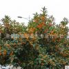 桂花苗直销 桂花树苗 桂花小苗 桂花树 规格齐全 品种全