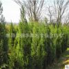 墓地专用松柏树批发 蜀侩 塔柏 塔松 松树 刺柏 地柏