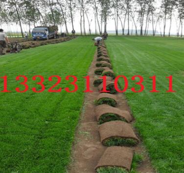 供应内蒙古地区专用四季青草坪种子，护坡绿化防沙治尘草坪图3