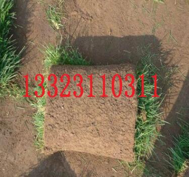 供应内蒙古地区专用四季青草坪种子，护坡绿化防沙治尘草坪图2