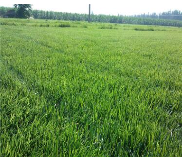 供应山东地区专用四季青草坪种子，护坡绿化草坪图3