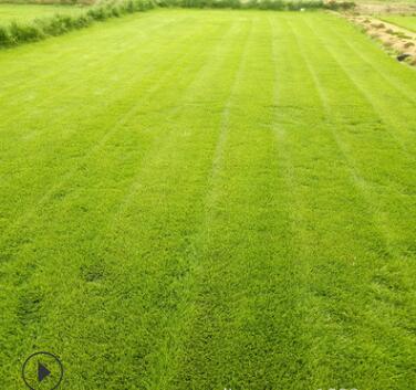 新乡绿化专用早熟禾草坪野马 高尔夫 橄榄球等图3