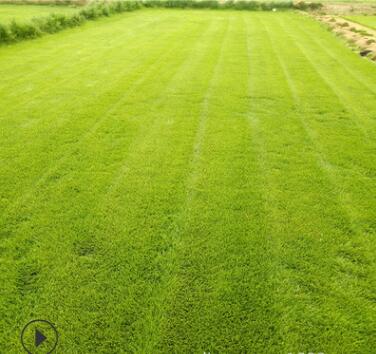 新乡绿化专用早熟禾草坪野马 高尔夫 橄榄球等图2