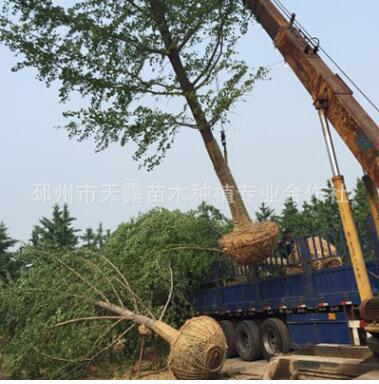 35公分银杏树报价银杏产地直销胸米径35公分实生银杏批发价格图2