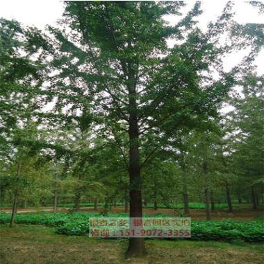 35公分银杏树报价银杏产地直销胸米径35公分实生银杏批发价格图3