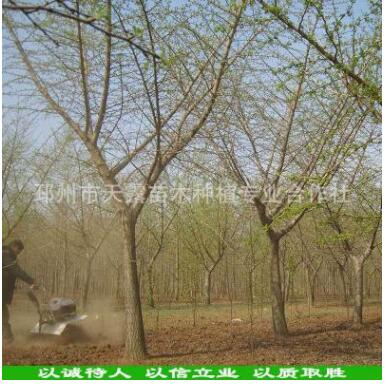 天露银杏基地直销20公分银杏嫁接树20cm 规格嫁接银杏树图3