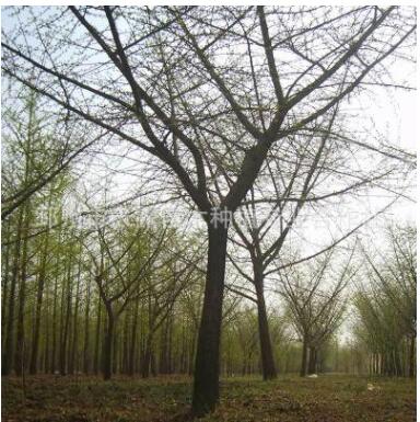 天露银杏基地直销20公分银杏嫁接树20cm 规格嫁接银杏树图2