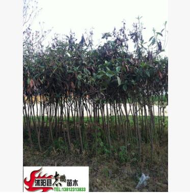 供应绿化苗木 琵琶树 琵琶苗 4--12公分 量大从优图3