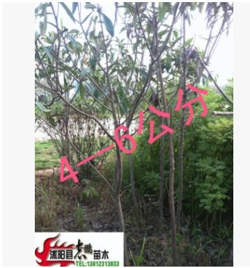 供应绿化苗木 琵琶树 琵琶苗 4--12公分 量大从优图2