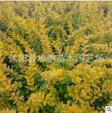 苗圃绿化苗木 金叶女贞2-4分枝 黄叶女贞苗批发 绿化工程苗木图2