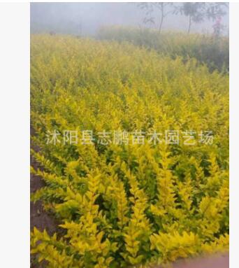 苗圃绿化苗木 金叶女贞2-4分枝 黄叶女贞苗批发 绿化工程苗木图3