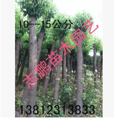 批发 香樟 香樟树苗 香樟小苗 小叶香樟苗 香樟基地图2