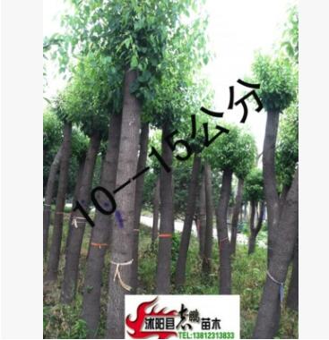 批发 香樟 香樟树苗 香樟小苗 小叶香樟苗 香樟基地图3