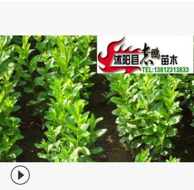 出售绿化苗木 水蜡 水蜡苗2--3分枝 20--50高图2