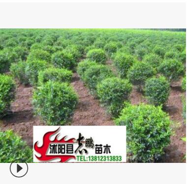 出售绿化苗木 水蜡 水蜡苗2--3分枝 20--50高