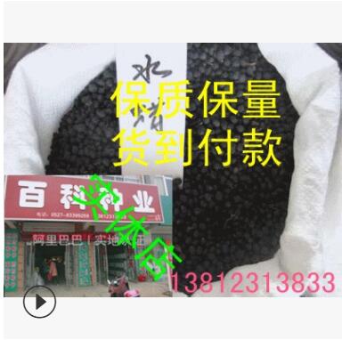 出售绿化苗木 水蜡 水蜡苗2--3分枝 20--50高图3