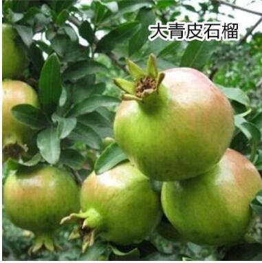 无籽石榴苗突尼斯软籽石榴树苗黒籽石榴树果树南北方种植当年结果图2