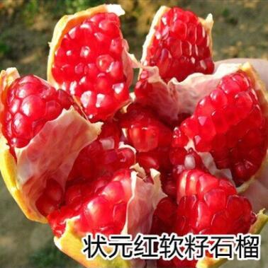 无籽石榴苗突尼斯软籽石榴树苗黒籽石榴树果树南北方种植当年结果图3