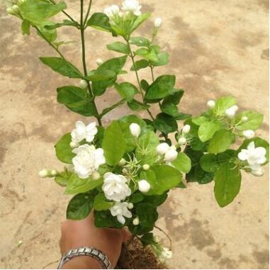 茉莉盆栽重瓣白茉莉花苗双色茉莉花苗盆栽银丝茉莉绿植夜来香盆栽图3