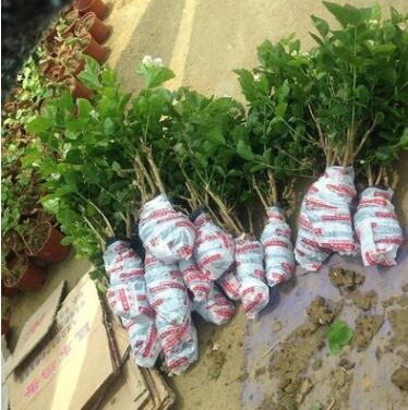 茉莉盆栽重瓣白茉莉花苗双色茉莉花苗盆栽银丝茉莉绿植夜来香盆栽图2