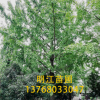供应 30公分-40公分银杏树 规格齐全 一手货源 量大价优 欢迎采购