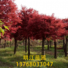 供应10-15公分红枫 红枫树 规格齐全 一手货源 量大价优