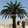 厂家直销仿真中东海藻树仿真椰子树可设计定做假树加拿大海藻树