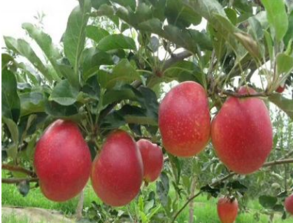 矮化苹果树基地出售 红肉苹果树 嫁接好成活 烟富系列苹果树