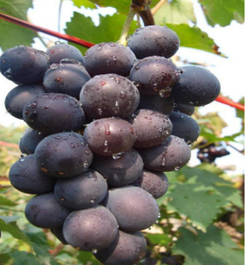 长期批发品种全规格多葡萄树苗 带原生土好成活夏黑葡萄树苗