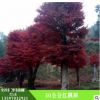 红枫树 30公分红枫树 护坡绿化 湿地绿化 红枫树苗