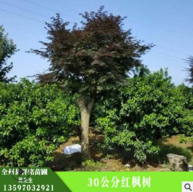 红枫树 30公分红枫树 护坡绿化 湿地绿化 红枫树苗图3