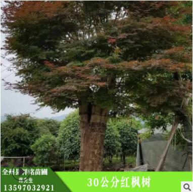 红枫树 30公分红枫树 护坡绿化 湿地绿化 红枫树苗图2