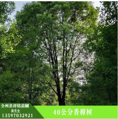 批发香樟树 香樟树专供 护坡绿化 湿地绿化 香樟树树苗 绿化植物图3