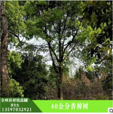 批发香樟树 香樟树专供 护坡绿化 湿地绿化 香樟树树苗 绿化植物图2