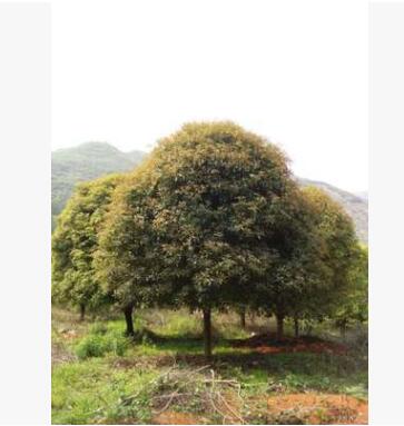 新品热卖广西桂花树20公分 景观树木 常绿树苗 桂花树苗图2