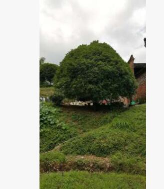 新品热卖广西桂花树20公分 景观树木 常绿树苗 桂花树苗图3