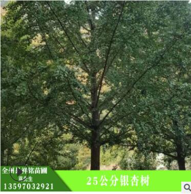 批发银杏树 25公分银杏树 护坡绿化 湿地绿化银杏现货图3