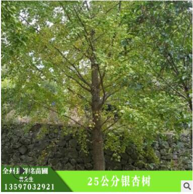 批发银杏树 25公分银杏树 护坡绿化 湿地绿化银杏现货图2
