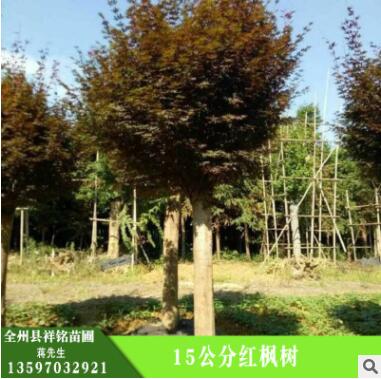 批发红枫树 护坡绿化,湿地绿化 15公分红枫树图3