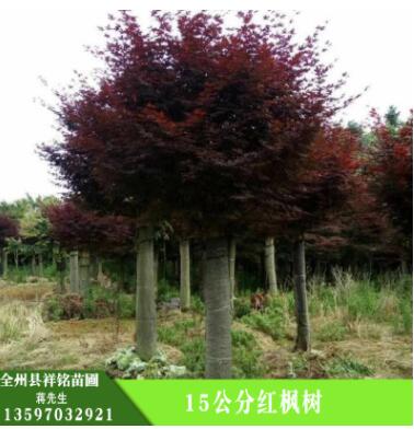 批发红枫树 护坡绿化,湿地绿化 15公分红枫树图2