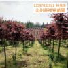 广西红枫树10公分 红枫树苗 园林景观树木 红枫树树苗厂家批发