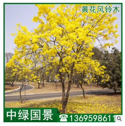 黄花风铃木批发 绿化苗木 移植苗 假植木 福建产地直销图2