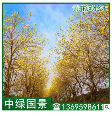黄花风铃木批发 绿化苗木 移植苗 假植木 福建产地直销图3